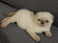 Scottish Fold Kedimizi Sahiplendirme