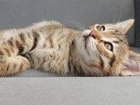 PLAYER KEDİMİZ YUVASINI ARIYOR