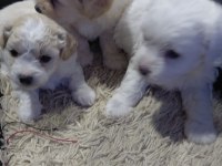 DİŞİ ERKEK MALTİPOO YAVRULARIMIZ