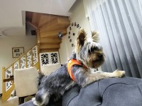 Yaşını yeni doldurmuş Yorkshire terrier