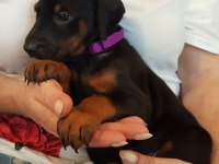 PREMIUM DOBERMAN YAVRULARI