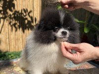 Pomeranian boo bicolor dişi ve erkek