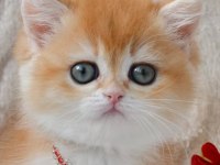 Dünya Güzeli Ny12 golden british Shorthair