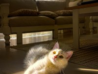 Safkan Angora kızımız yeni yuvasını arıyor