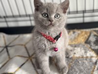 A kalite ayıcık british shorthair yavrular