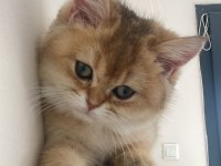 Safkan Golden British Shorthair Dişi (Aşıları Eksiksiz)