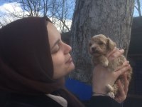 Maltipoo bebekler