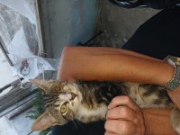 Ücretsiz kedi sahiplendirme