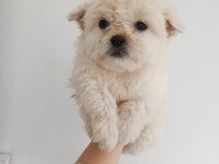Maltipoo bebekler