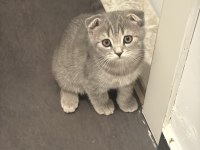 Güzellik scottish fold