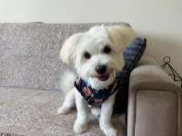 Maltese ırkı yavru 6 aylık köpeğimiz