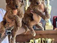 Labradoodle Yavruları