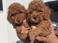 TOY POODLE YAVRULARIM