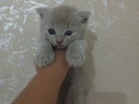 British shorthair kedileri