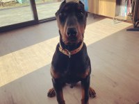 6 aylık aşılı a şecereli estetikleri tamam doberman