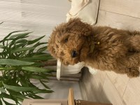Poodle ciddi alıcılar