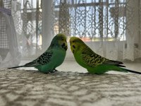 İngiliz erkek muhabbet kuşu