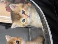 Ny12 Yavru British Longhair Sarı Renkli