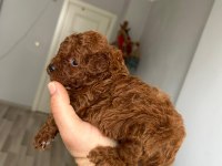 Kore kan red poodle