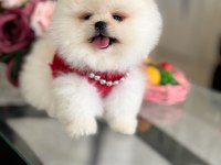POMERANİAN BOO 2 EFSANE AYICIK