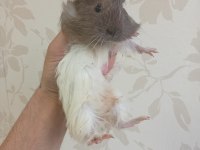 Ginepig bebekler