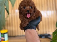 Toy Poodle Bebekler Referans Yavru