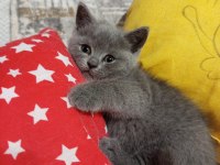 2 Aylık British Shorthair Miniğim Yeni Yuvasına Hazır