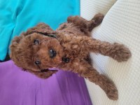2.5 aylık red brown toy poodle