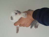 Bluepoint british shorthair yavrular