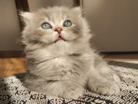 35 Günlük Oyuncu Yavru Kediler