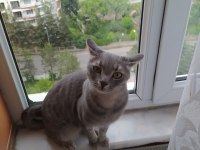 Kedimiz Lia yeni ev arıyor