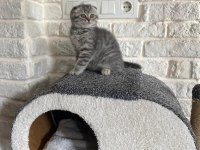 Scottish fold yavrumuz yeni yuvasını arıyor