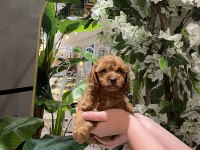 Red Brown Toy Poodle Yavru Bebekler (2 Mayıs Doğumlu)