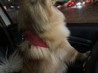 1.5 yaşında pomeranian