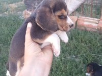 2 adet dişi beagle