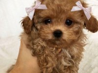 TÜY DÖKMEYEN MALTİPOO YAVRULAR