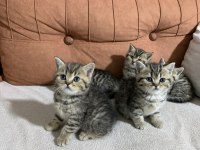 Sahibinden Golden Black Tabby British Shorthair Erkek Yavru