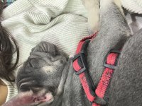 Safkan a kalite muhteşem genetik french bulldog yavruları