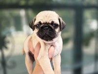 Erkek Ve Dişi Pug Yavrular Sizlerle