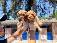 Maltipoo yavrularımız