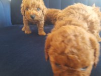 Mükemmel toy poodle yavrularımız