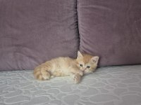 Ücretsiz erkek british shorthair