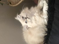 2,5 aylık yavru chinchilla kediler