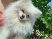 4 yaşında pomeranian