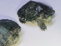 Bebek kaplumbağalar görücüde