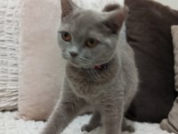 British shorthair kedimiz