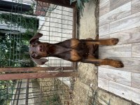 Irk garantili dişi doberman köpekler