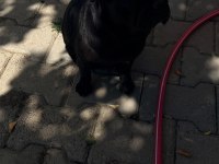 Sıfır boy full eğitimli evde bakılması zorunlu pug