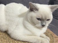 British Shorthair Kızıma Eş Arıyorum