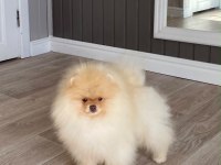 Fcı Export sçr li pomeranian yavrular petmode den
